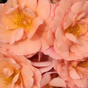 Поръчка на рози - Рози Флорибунда - оранжев - Pоза Алисън 2000 - дискретен аромат - Пфланзен-Контор - Колоритно цветно розово легло,чийто цвят винаги се променя.